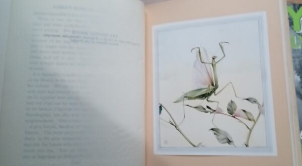 Fabre's Book of Insects 1936 E J Detmold Tipped-In Illustrated Plates - Image 13