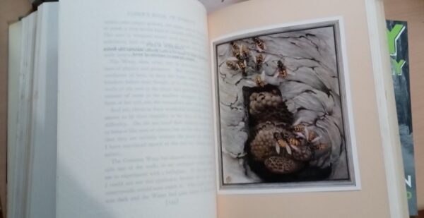 Fabre's Book of Insects 1936 E J Detmold Tipped-In Illustrated Plates - Image 14