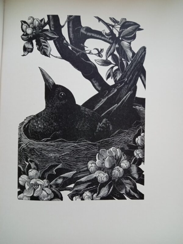 Four Hedges:  Clare Leighton 1935 1st Edition - Image 11