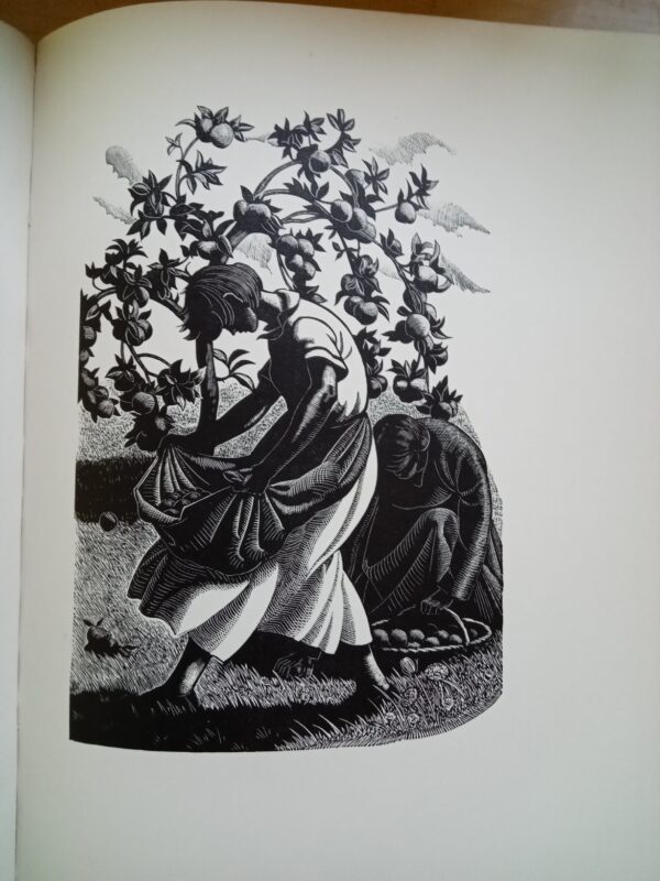 Four Hedges:  Clare Leighton 1935 1st Edition - Image 15
