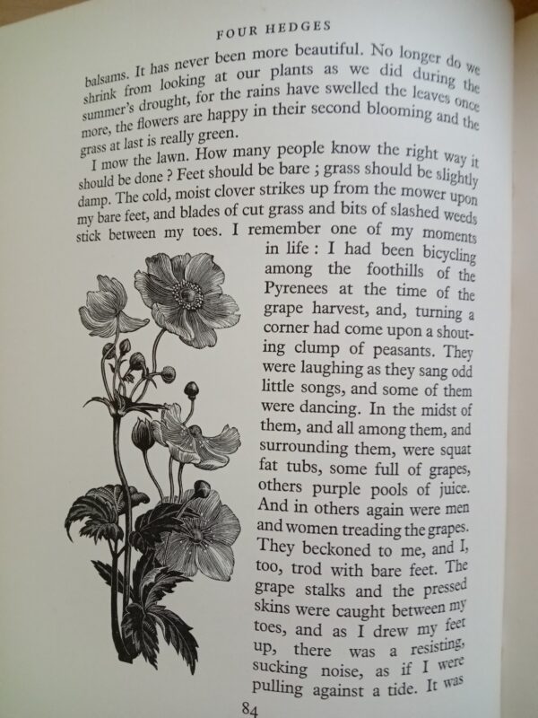 Four Hedges:  Clare Leighton 1935 1st Edition - Image 9