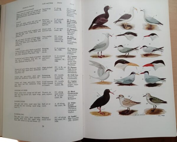The Birds Around Us: The commoner birds of Southern Africa By G J Broekhuysen - Image 5