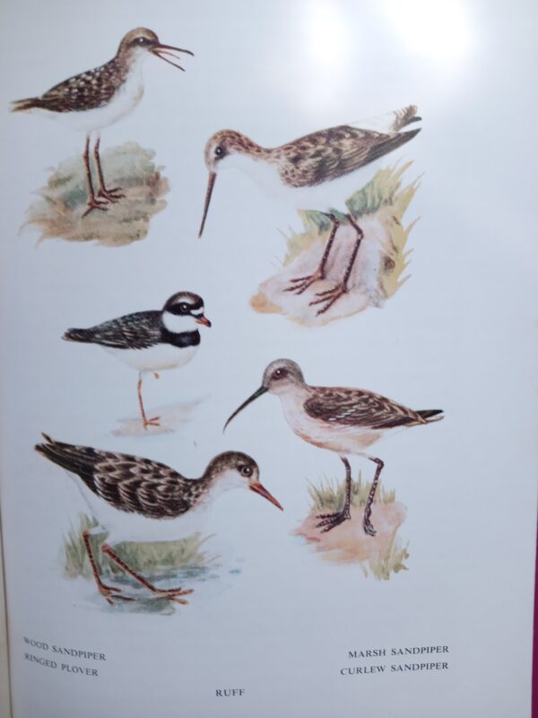 Longman's Field Handbook Common Migrants by J.M. Winterbottom - Image 6
